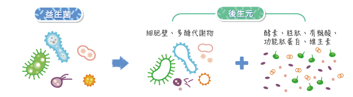 萌肽優專利後生元L022_益生菌_後生元示意圖